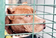 Gaziantep'te barınaklar pitbulla doldu