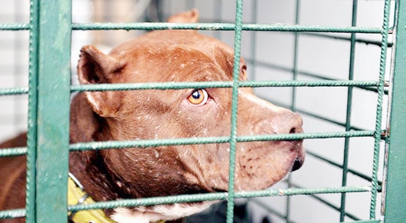 Gaziantep'te barınaklar pitbulla doldu