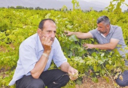 Gaziantep'te de üzüm bağları kuruyor 