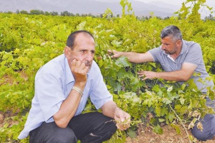 Gaziantep&#039;te de üzüm bağları kuruyor 