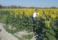 Gaziantep’te dekar başına 390 kilo Ayçiçeği yetişiyor