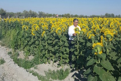 Gaziantep&#8217;te dekar başına 390 kilo Ayçiçeği yetişiyor