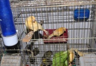 Gaziantep'te 100'e yakın Kanarya ve saka kuşu ele geçirildi 