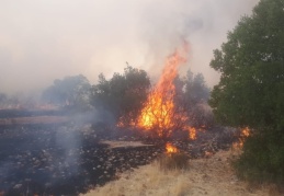 Nizip’te orman yangını çıktı