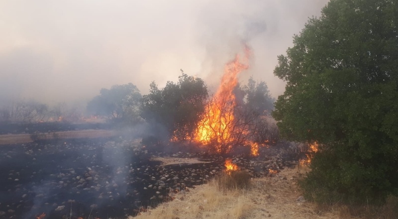 Nizip’te orman yangını çıktı