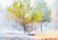 Gaziantep'te ormana giriş 15 gün yasak