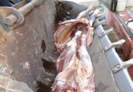 Gaziantep'te sağlıksız etler imha edildi 