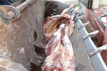 Gaziantep&#039;te sağlıksız etler imha edildi 