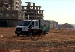 Gaziantep'te sahibinin elinden kaçan 17 dana yakalandı 