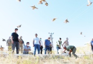 Gaziantep’te üretilip, Siirt’te doğaya salındılar