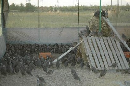 Gaziantep&#8217;te yetiştirilen kınalı kekliklere kanat açma öğretiliyor