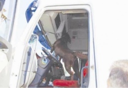 Gaziantep’ten İstanbul’a TIR’la uyuşturucu sevkiyatı