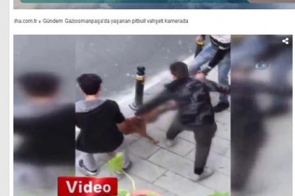 Gaziosmanpaşa'da yaşanan pitbull vahşeti kamerada