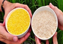 GDO’lu pirinç skandalına tepkiler artarak sürüyor..