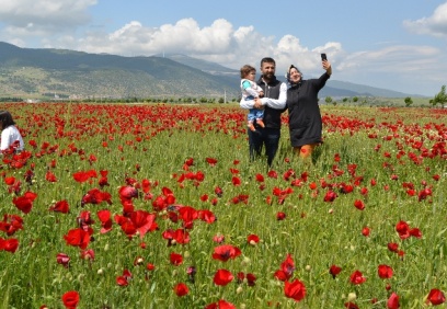 Gelincik şöleni