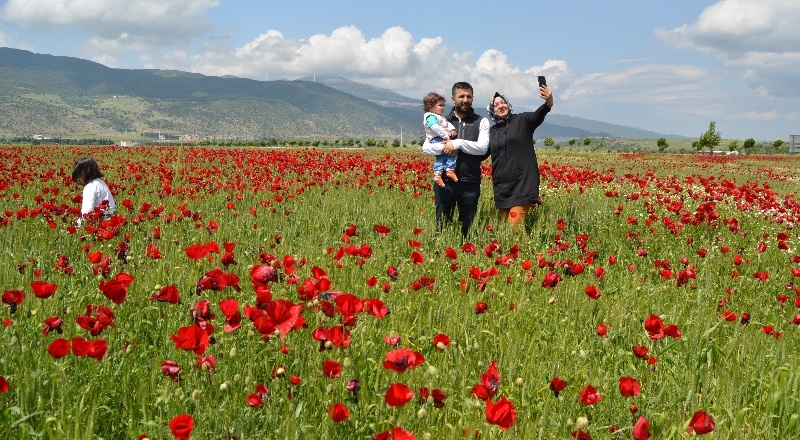 Gelincik şöleni