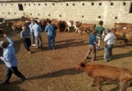Genç çiftçilere hayvancılık desteği veriliyor