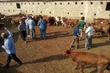 Genç çiftçilere hayvancılık desteği veriliyor