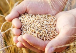 Gıda fiyatları, son 10 yılın zirvesinde