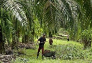 Gıda, Tarım ve Hayvancılık Bakanı Çelik: Palm yağı kullanılan ürünler araştırılacak
