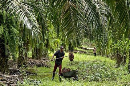 Gıda, Tarım ve Hayvancılık Bakanı Çelik: Palm yağı kullanılan ürünler araştırılacak