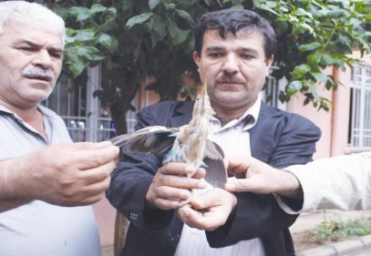 Göçmen kuşu tedavi ettirdi
