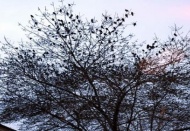 Gökyüzünde sığırcık dansı