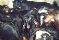 Gübre çuvalındaki yemden 17 hayvan telef oldu