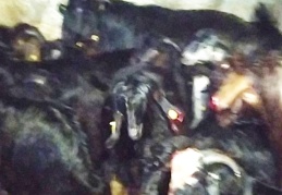 Gübre çuvalındaki yemden 17 hayvan telef oldu