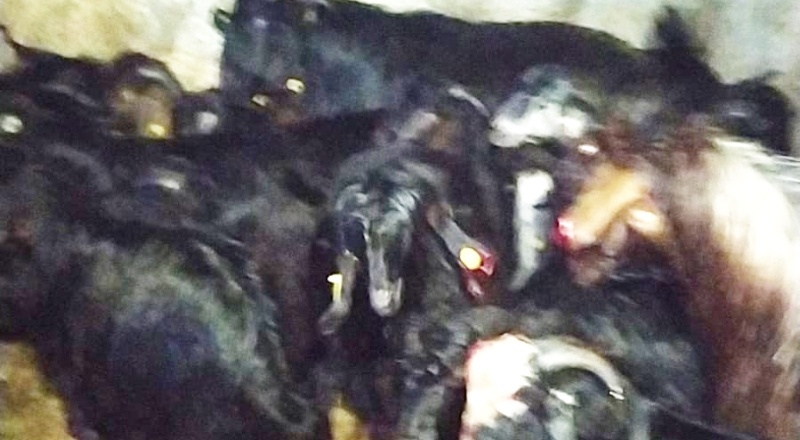 Gübre çuvalındaki yemden 17 hayvan telef oldu