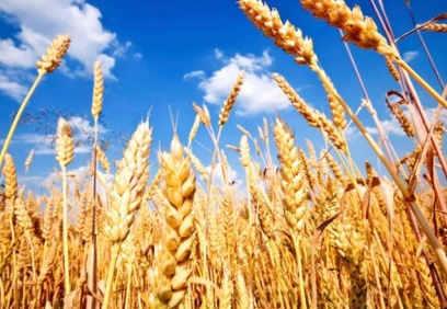 Gübresiz ürün büyümedi, buğday ve samanda kayıp bekleniyor