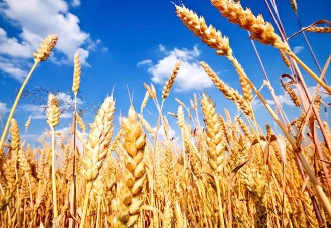 Gübresiz ürün büyümedi, buğday ve samanda kayıp bekleniyor