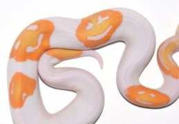 'Gülen yüz emojili' yılan 6 bin dolara satıldı