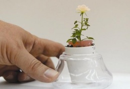 "Gül"ün ömrü uzadı