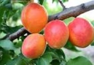 Günde 400 ton kayısı ihraç ediliyor