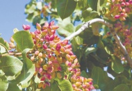 Güneydoğu’dan 94 ülkeye kuru meyve ihracatı yapılıyor