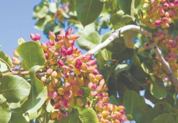 Güneydoğu’dan 94 ülkeye kuru meyve ihracatı yapılıyor