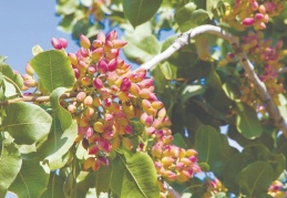 Güneydoğu’dan 94 ülkeye kuru meyve ihracatı yapılıyor