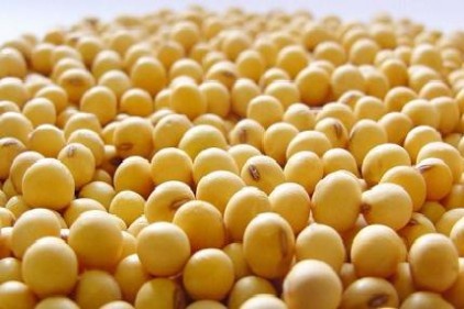 Güneydoğu&#039;ya özgü soya geliştirildi 