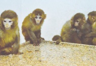 Gürbulak Gümrük Kapısında 12 maymun ele geçirildi