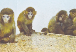 Gürbulak Gümrük Kapısında 12 maymun ele geçirildi