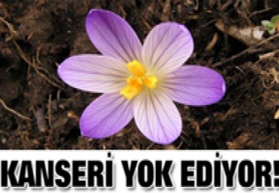 Güz çiğdemi 'kanser hücrelerini yok ediyor'
