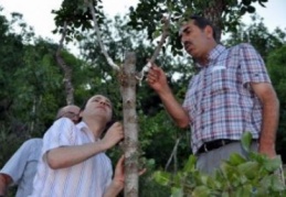 Hakkari’deki menengiçler fıstıkla aşılandı