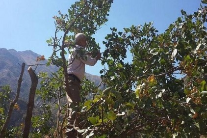 Hakkari&#8217;nin Üzümcü köyünde Antep fıstığı hasadı başladı