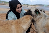 Hasta olan köpeklerin aşılarını yaptılar