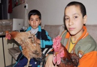 Hastalanan tavuk ve horozlarını veterinere götürdüler