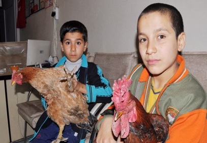 Hastalanan tavuk ve horozlarını veterinere götürdüler