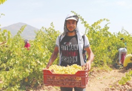 'Hatun parmağı'nda hasat zamanı