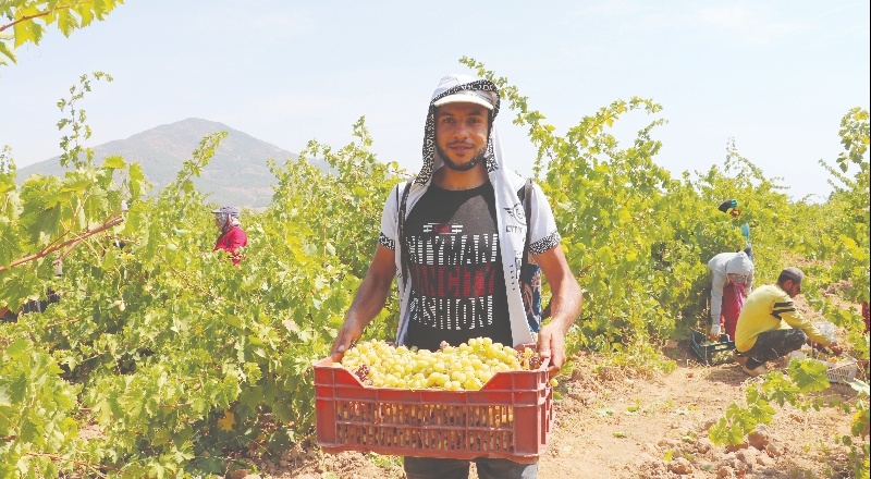'Hatun parmağı'nda hasat zamanı