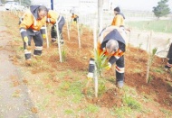 Havaalanı yolu ağaçlandırılıyor